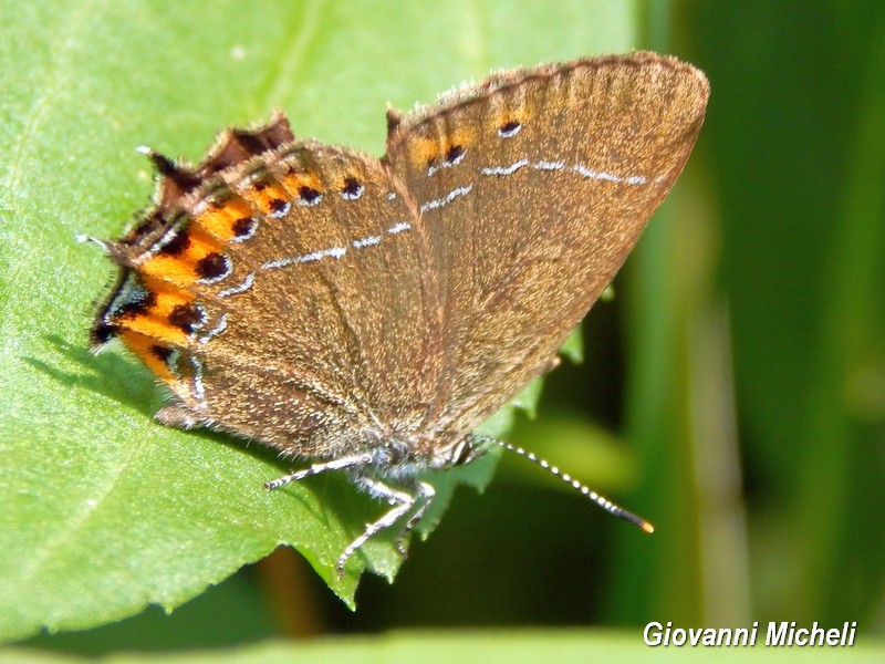 Alla ricerca del Satyrium pruni